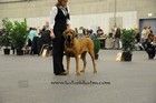 Asuka - Mezinárodní výstava psů - Fribourg, Swiss