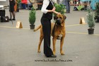 Chinzei - International dogshow - Fribourg, Swiss