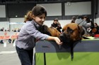 Mezinárodní výstava psů - Troyes, Francie