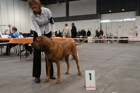 Asuka - International dogshow - Troyes, France