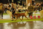 Asuka - World Dog Show 2011