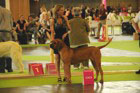 Asuka - World Dog Show 2011