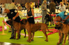Chinzei - World Dog Show 2011