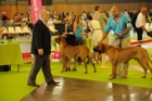 Chinzei - World Dog Show 2011