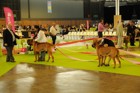 Chinzei - World Dog Show 2011