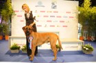 Chinzei - World Dog Show 2011